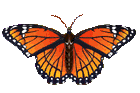 balanbaalis sawirro-firfircoon-gif